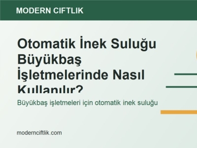 Otomatik İnek Suluğu Büyükbaş İşletmelerinde Nasıl Kullanılır?