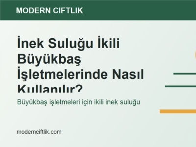 İnek Suluğu İkili Büyükbaş İşletmelerinde Nasıl Kullanılır?