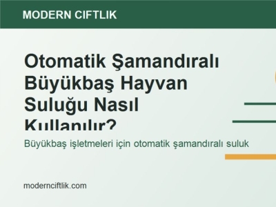 Otomatik Şamandıralı Büyükbaş Hayvan Suluğu Nasıl Kullanılır?
