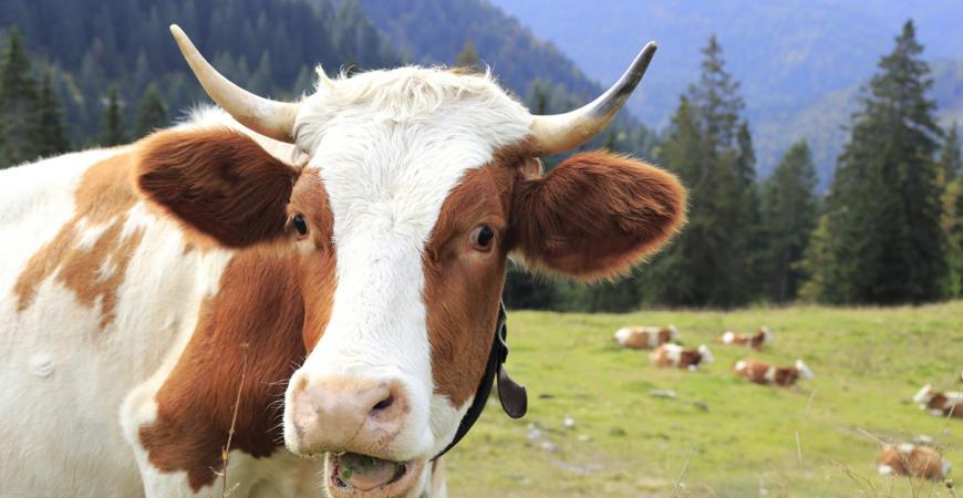 Mutlu İneklerin Sırrı Nedir?