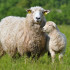 koyunlarda çiftleşme